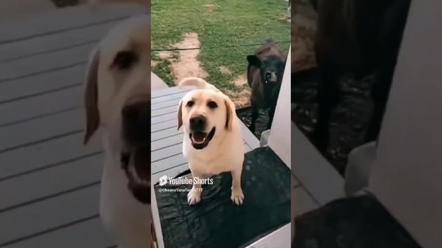 ЗАХОДИТЕ НА ЧАЙ🤩.mp4