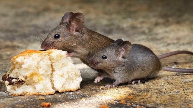 К чему снятся МЫШИ или увидеть МЫШЬ во сне ★ Толкование Снов ★ СОННИК 3.0™