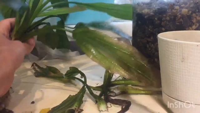 Посадка аквариумных растений в горшок