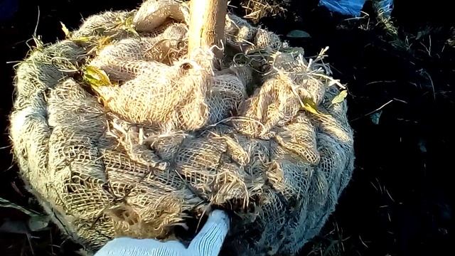 КАК ВЫКОПАТЬ ВЗРОСЛОЕ ДЕРЕВО,КАК ПЕРЕСАДИТЬ БОЛЬШОЕ ДЕРЕВО С КОМОМ ЗЕМЛИ.УПАКОВКА КОРНЕВОЙ СИСТЕМЫ