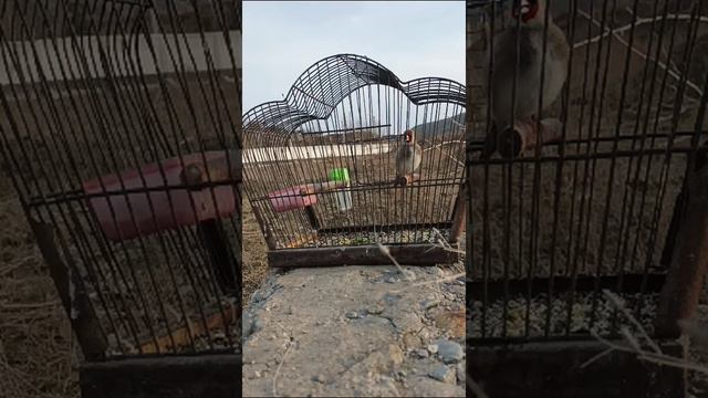 Пение щегла для ловли