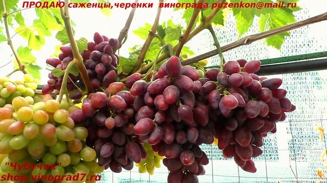 Виноград ТАЛДУН - с красивыми ягодами, крупными гроздями, раннего срока созревания (Пузенко Наталья