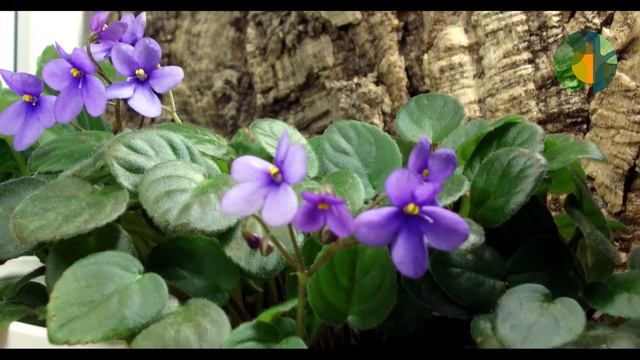 Сенполии: Chantaspring (R.P.Hair), Pixie Blue (L.Lyon), Blue Wave (Humako).