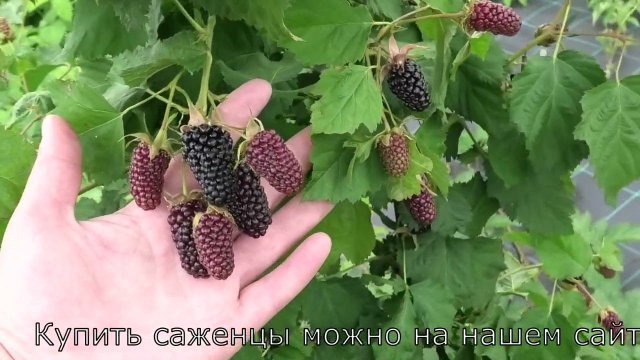 КОЛАМБИЯ СТАР сорт ежевики