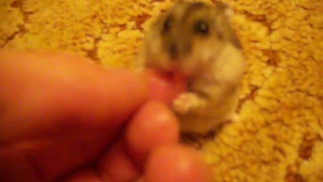 ОЧЕНЬ ДОБРЫЙ КОТ