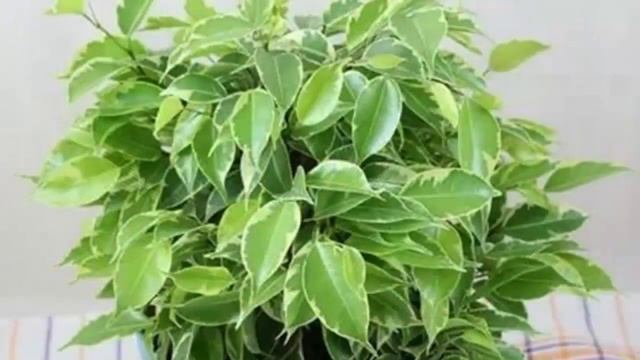 СОРТА Фикуса Бенджамина. Описание и фото разновидностей Фикуса Бенджамина.
