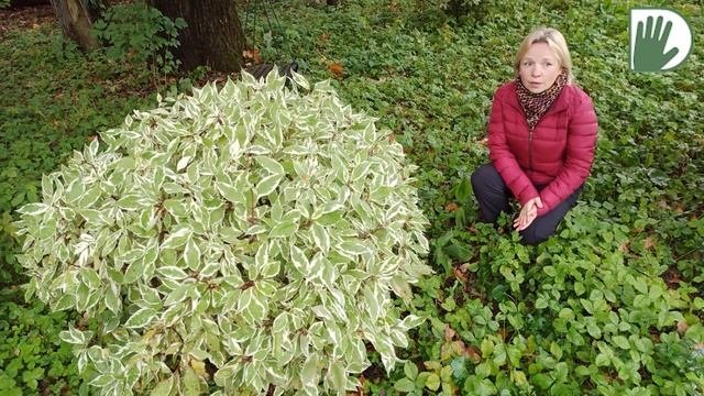 Видео журнал «Сады в отличной форме №57»  Подмосковный «Английский сад ».