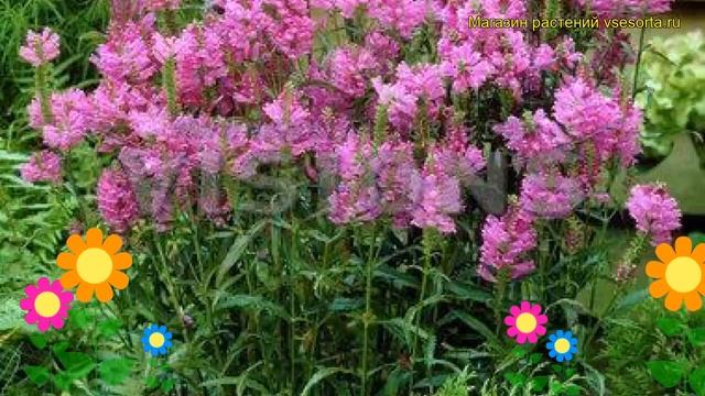 Физостегия виргинская. Краткий обзор, описание характеристик physostegia virginiana