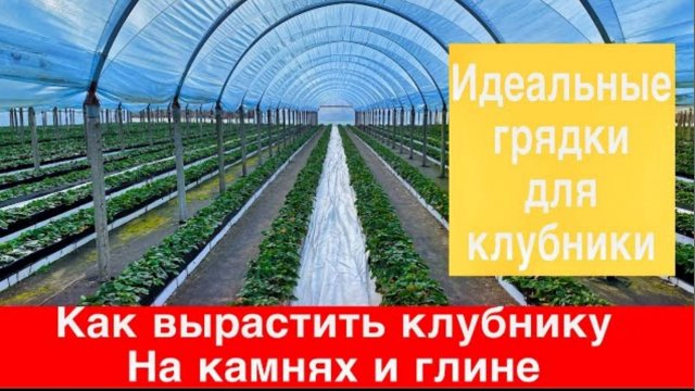 Как сделать идеальные грядки для+клубники. Как вырастить Клубнику на камнях и глине