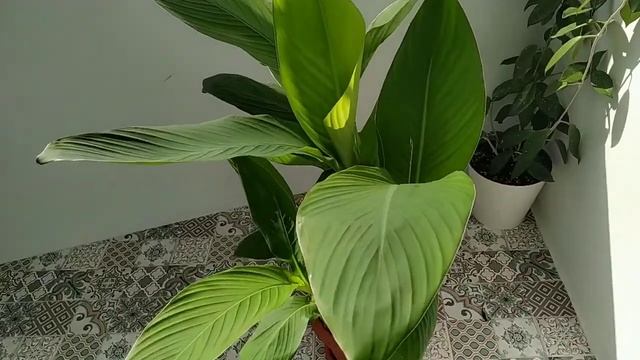 КАННА может расти дома