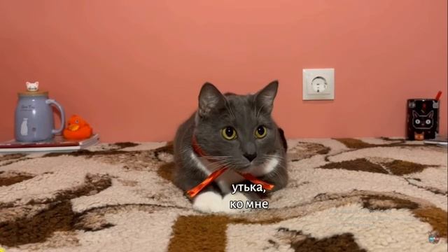 ЕСЛИ БЫ КОТИКИ ХОДИЛИ В ШКОЛУ - ХАГИ ВАГИ, УРОК ФИЗКУЛЬТУРЫ