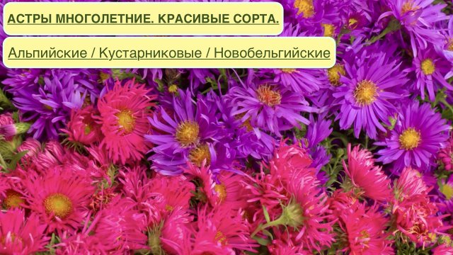АСТРЫ МНОГОЛЕТНИЕ. КРАСИВЫЕ СОРТА. Альпийские / Кустарниковые / Новобельгийские. Aster novi-belgii.