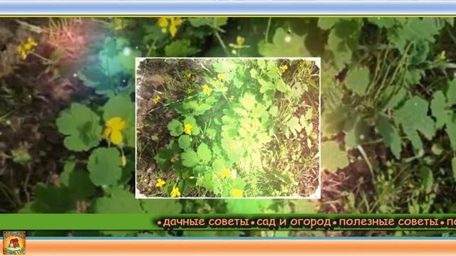 Так вот зачем чистотел нужно высаживать в огороде. Главный помощник в саду и огороде. Дачные совет