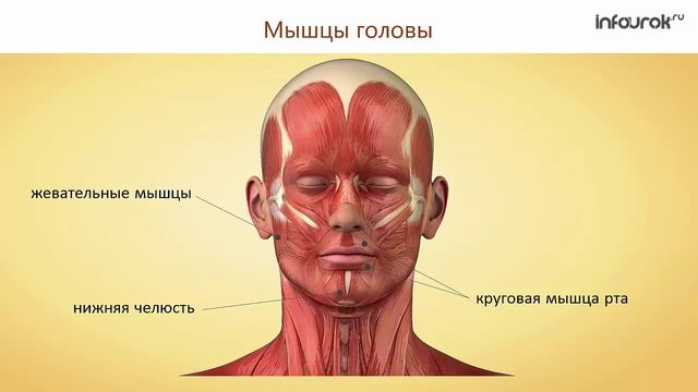 Строение и функции скелетных мышц