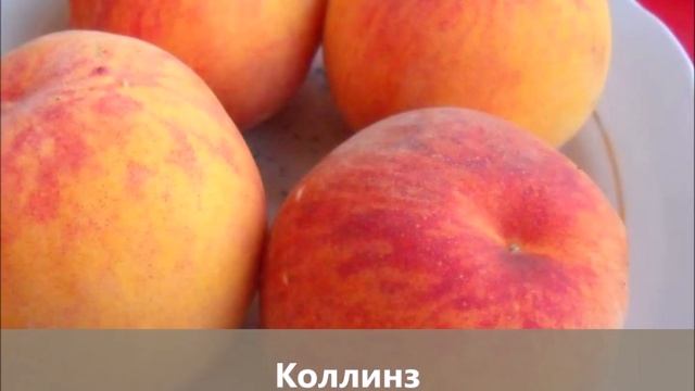 Колоновидные зимостойкие персики для Средней полосы и не только!