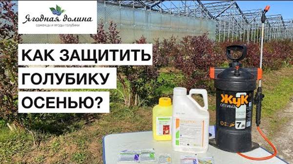 Как защитить голубику от грибковых болезней?