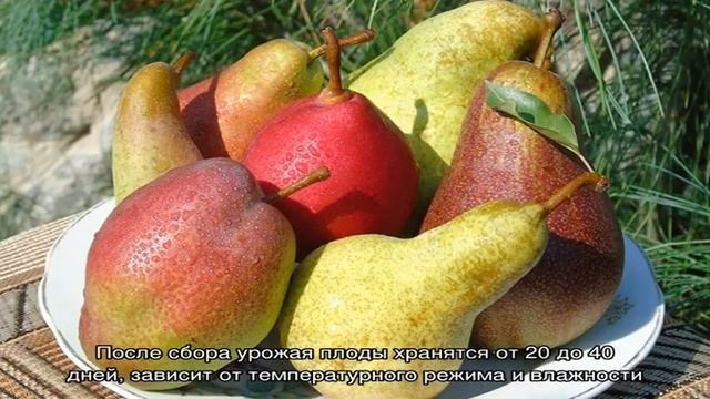 Самые сладкие и сочные сорта груш