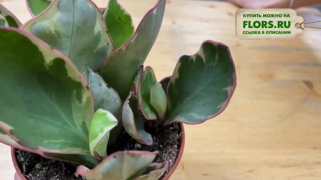 Пеперомия Клузифолия Джелли - яркий неприхотливый суккулент | Как ухаживать за пеперомией.