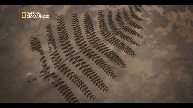 ОТКУДА ОН ВЗЯЛСЯ? уголь- древнее топливо.