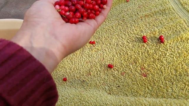 Как быстро почистить ягоды, бруснику:))лайф хак