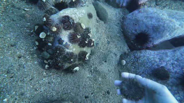 Ёжик (морской)