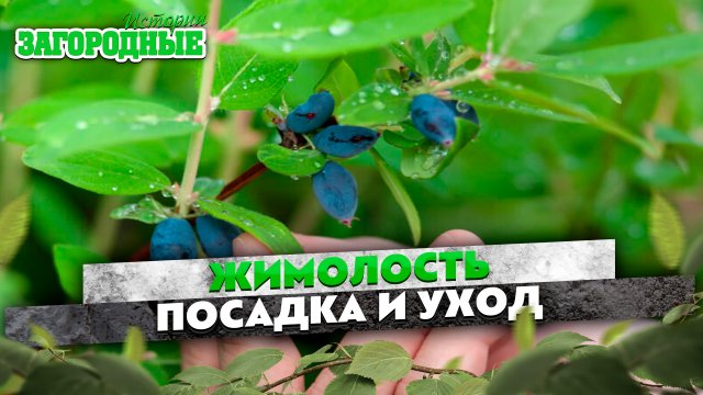 Жимолость посадка и уход