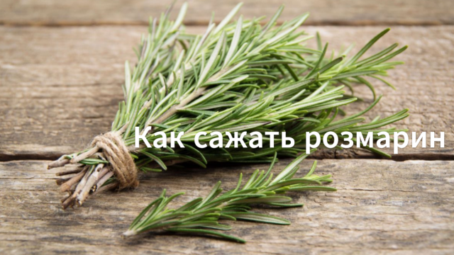 Как сажать розмарин семенами. Выращиваем розмарин из семян.