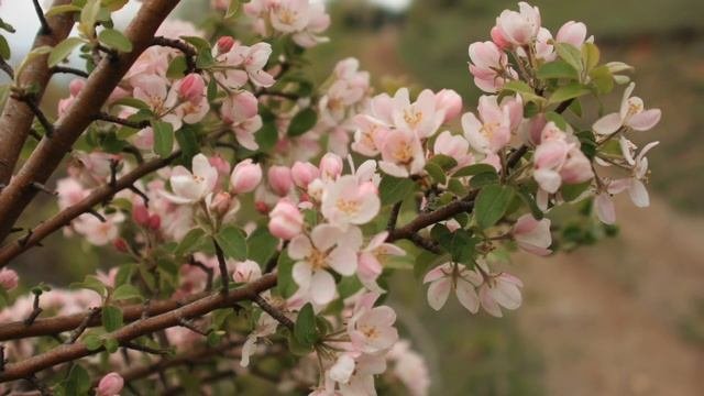 Цветущий сад - медитация для внутренней гармонии