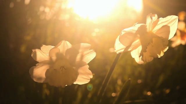 Если это не любовь. Исполняет Лаура Дедович.