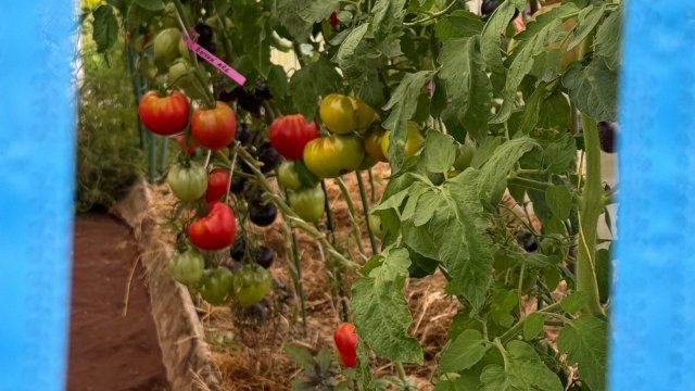 03.08.24 Огородный влог: квашу, стригу, собираю