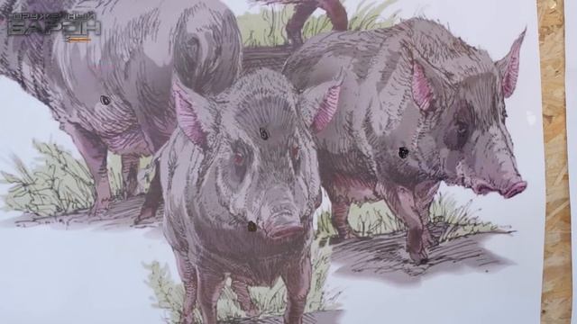 Как целиться и попадать в кабана. Охота на кабана. Секреты и приёмы точной стрельбы на охоте.