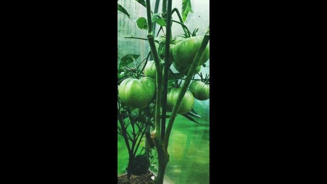 Любимая дача - кормилица. Обзор урожая томатов 2021 года.