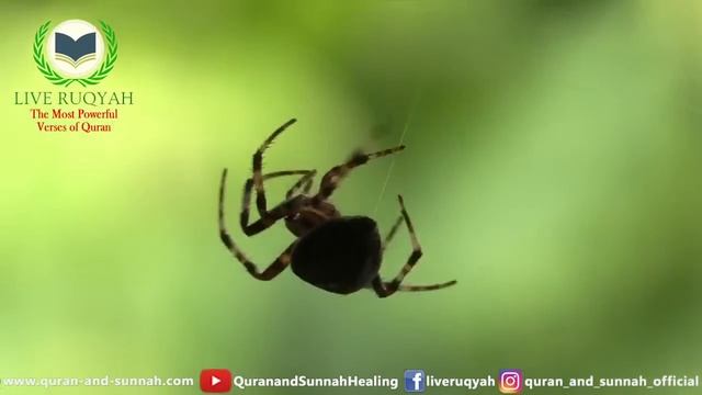 Very Strong Al Quran Ruqyah to Get Rid of Insects, Bugs, Lizards, Snake, Rats, and harmful creation