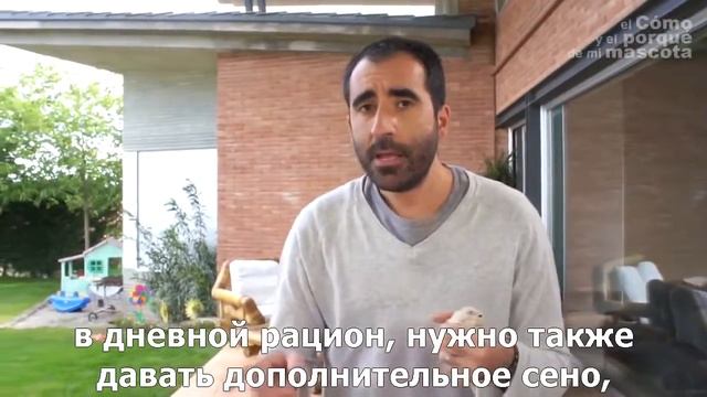 Тушканчики-питание тушканчиков