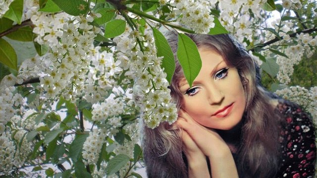 Белая черёмуха
