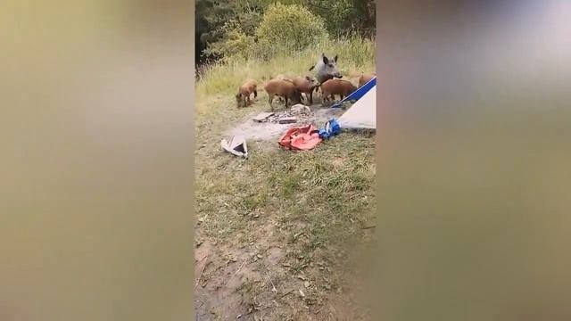 ВОТ ЭТО УЛЁТНАЯ РЫБАЛКА 2019 Вот это приколы на рыбалке #68