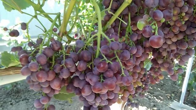 Виноград Рудик