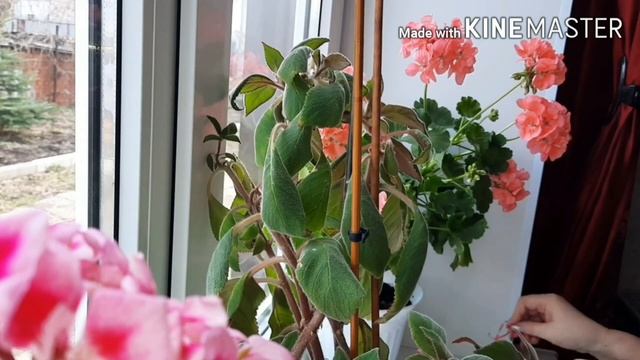 Колерия.Размножение и формирование кроны.