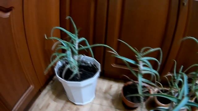 СПАСАЕМ АЛОЭ ПЕРЕСАДКА РАЗРОСШЕГОСЯ РАСТЕНИЯ