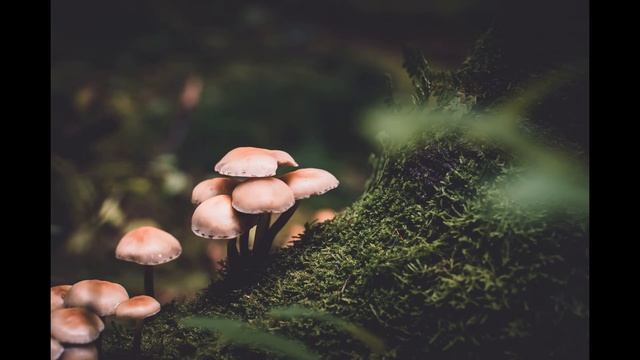 К чему снятся ГРИБЫ во сне. Значение и толкование сна про грибы. Сонник грибы