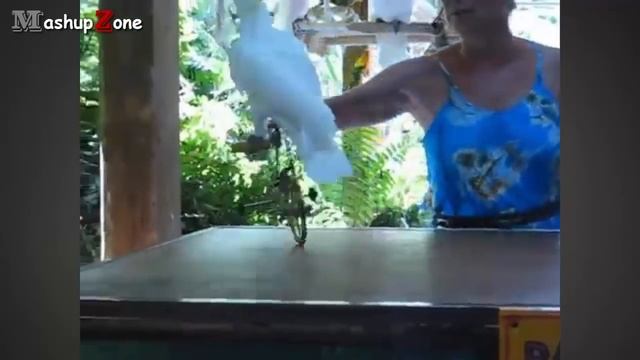Funny Parrots - A Funny Parrot Videos Compilation 2015