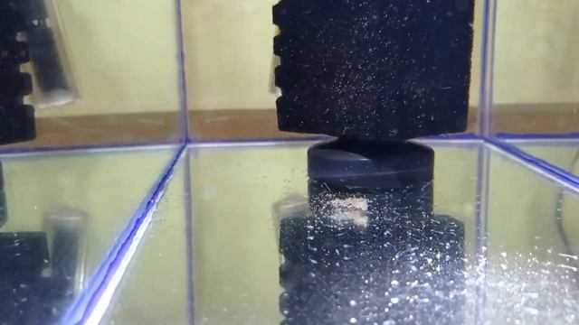 Разведение неона голубого Личинка Мальки неона