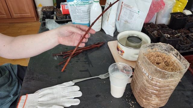 Как я укореняю чубуки винограда