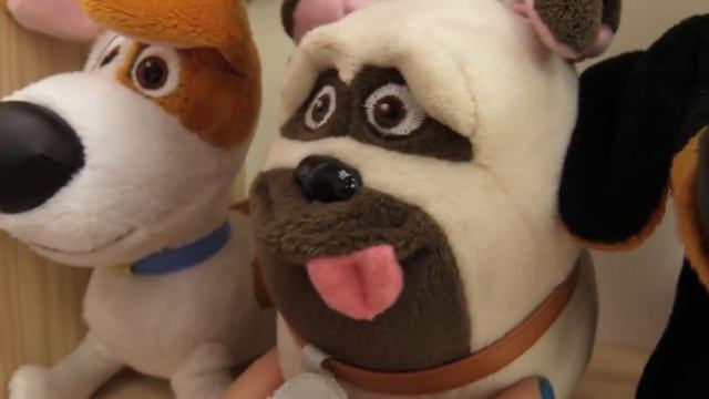 Покупаем собаку! Уход за домашними животными