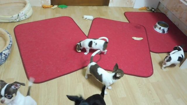 КАК ПРИУЧИТЬ ЩЕНКА КЛОТКУ (ПЕЛЕНКЕ) / питомник Чихуахуа (ЧИХУА) Мари Мистик / Марина Белкина