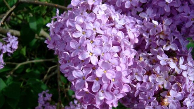 В. Залкин - Одинокая ветка сирени