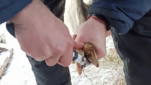 Расчистка/обрезка копыт у коз, 3 типа копыт (в нашем хозяйстве)