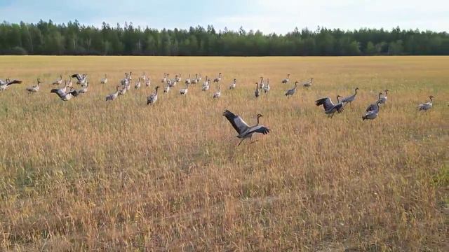 Журавли Республика Саха Якутия