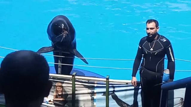 Адлерский дельфинарий