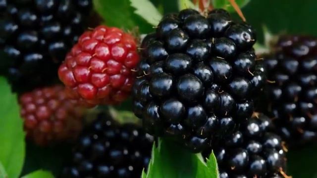 Чем может быть опасна ежевика? Польза и вред ежевики для человека.